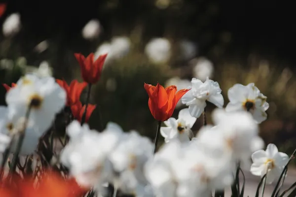 tulip arrangement