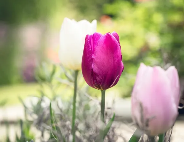 the most beautiful tulip combination