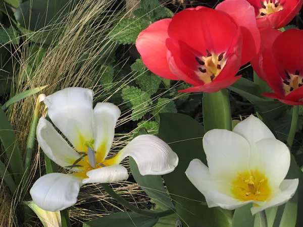 tulip arrangement