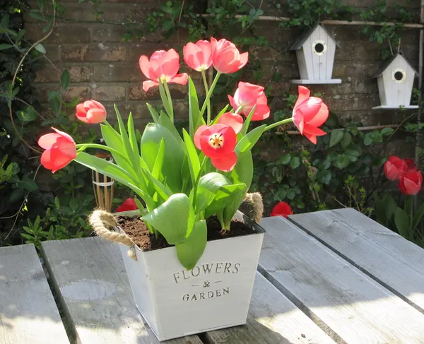 How do you plant flower bulbs? - How deep should you plant flower bulbs, and how far apart?