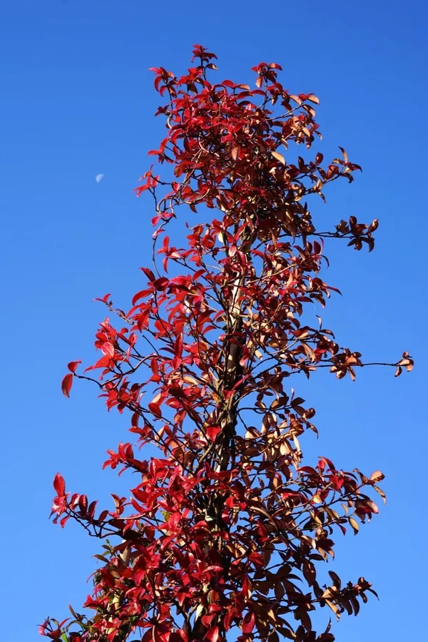 Can red leaves be harmful to jasmine?