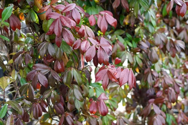 The leaves of the star jasmine turn red in the fall and winter