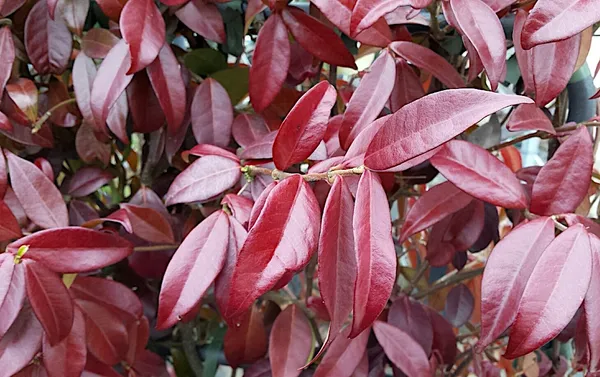 Why do the leaves of the Tuscan jasmine turn red?
