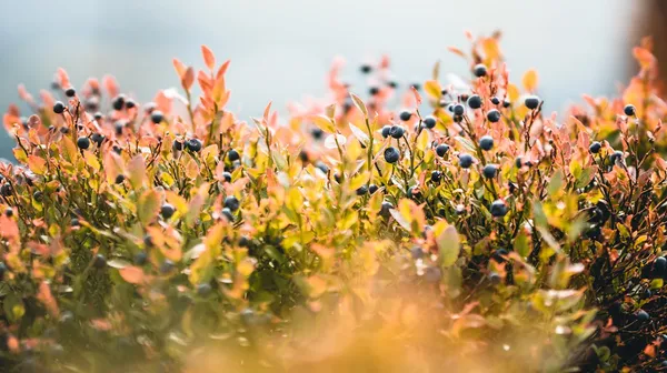 Blueberries in the fall (autumn colors)