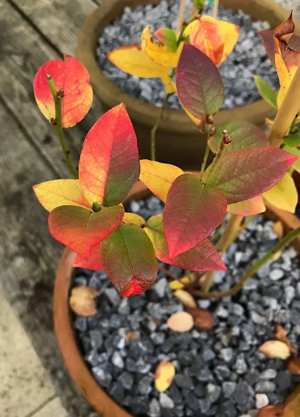 Vaccinium Fall Colors