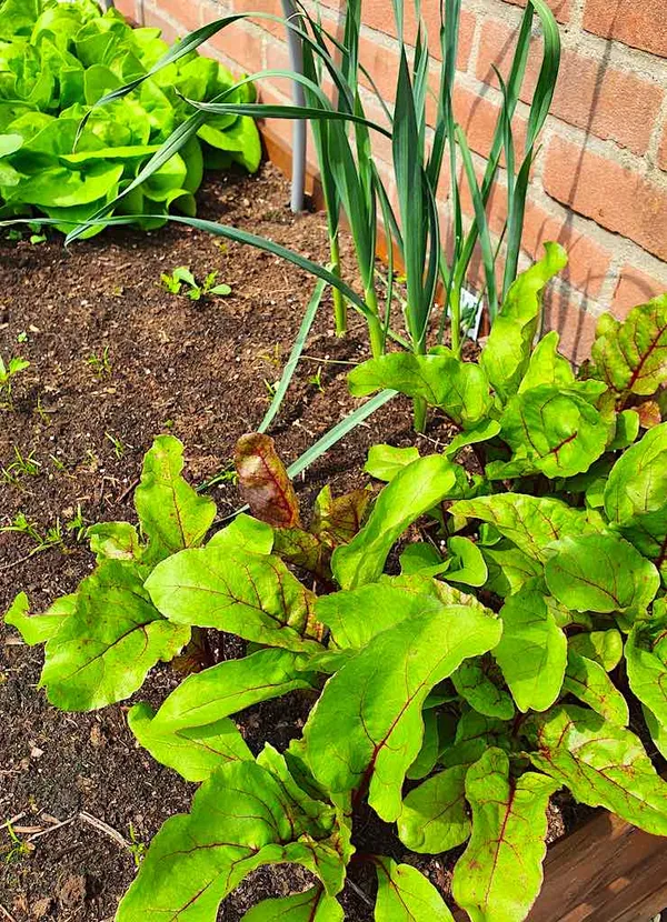 Easy Vegetables for Your First Vegetable Garden (Container) - Beets