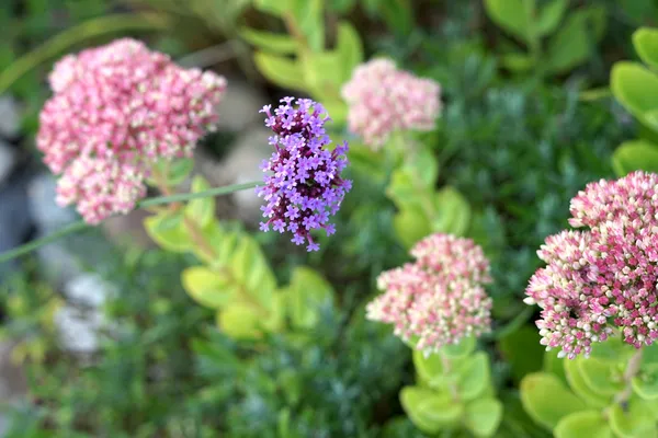 Verbena bonariensis - verbena