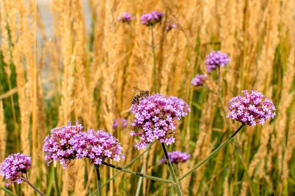 Ornamental grasses can withstand drought