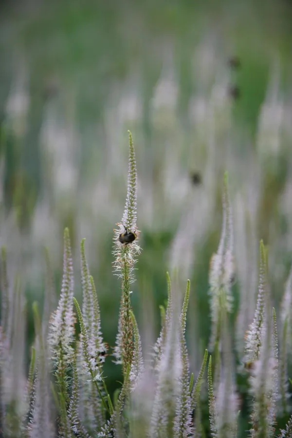 Veronica is also available as a plant with white flowers