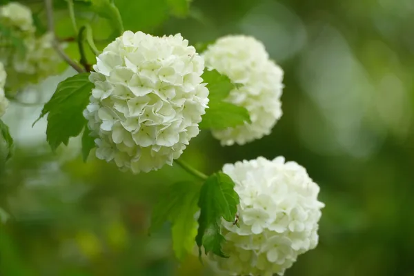 Plants with white flowers: Viburnum