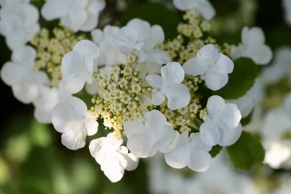 white Viburnum flowers