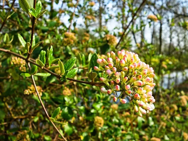 Semi-evergreen or semi-deciduous Viburnum burkwoodii (shown here as 'Anne Russel')