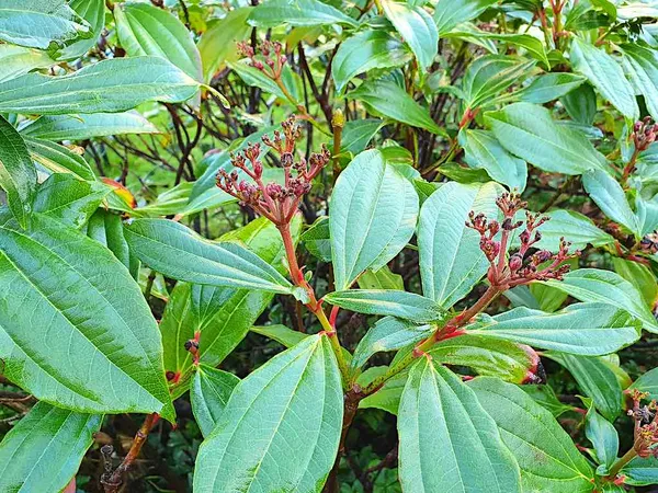 Which Viburnum stays green? Viburnum davidii is evergreen.
