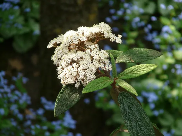 Evergreen Viburnum rhytidophyllum