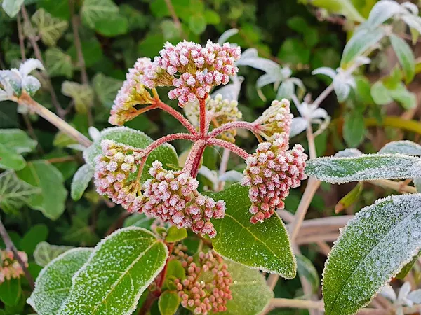Winter-flowering plants, shrubs, and trees: Viburnum tinus (evergreen snowball)