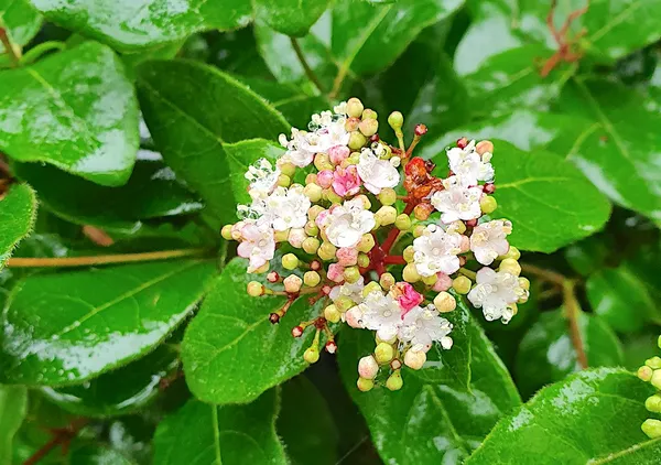 Viburnum tinus is evergreen and blooms for a very long time!