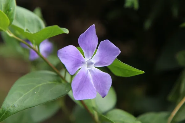Best Ground Covers: Vinca minor (periwinkle)