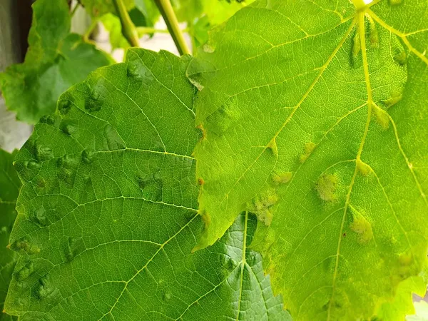 grape leaf mite