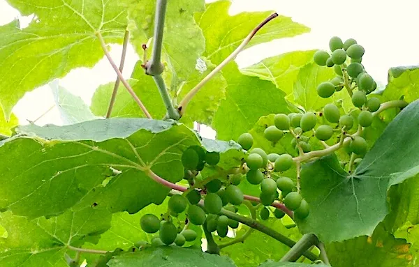 A grapevine as a climbing plant in a jungle garden? Why not!