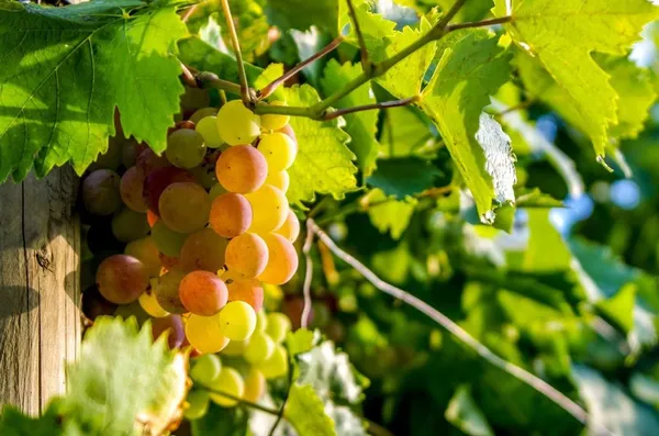 Grapes ripen faster in full sun