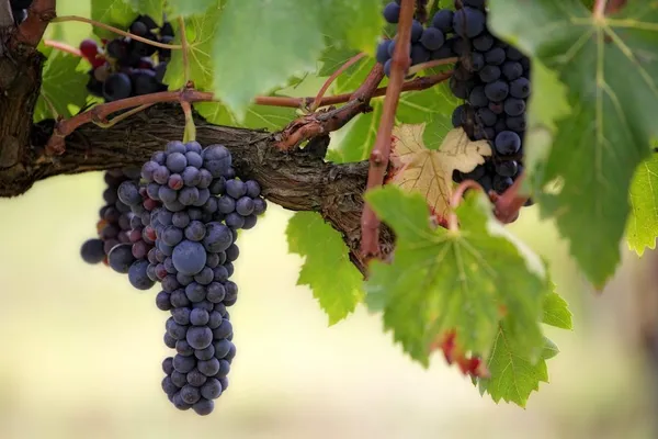 Grape (Vitis vinifera)