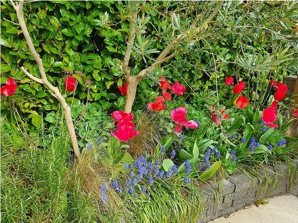 A lush spring border with flower bulbs and perennials