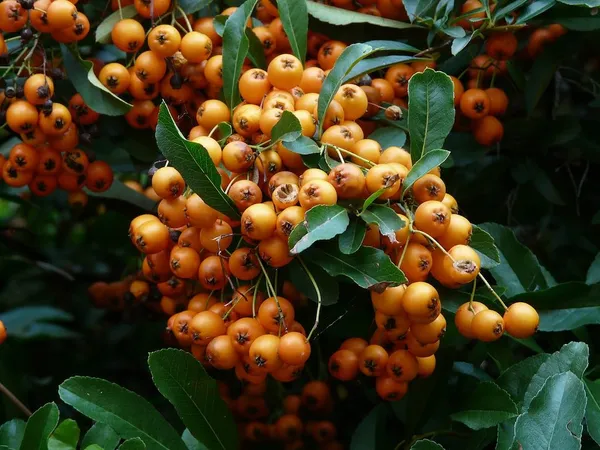 Climbing Plants for a Narrow Hedge - Pyracantha (Firethorn)