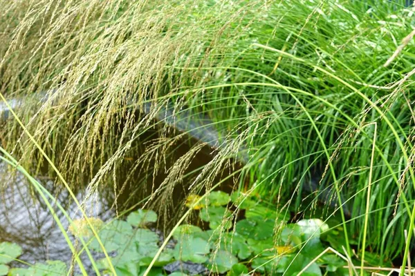 Modern Mini-Pond Inspiration