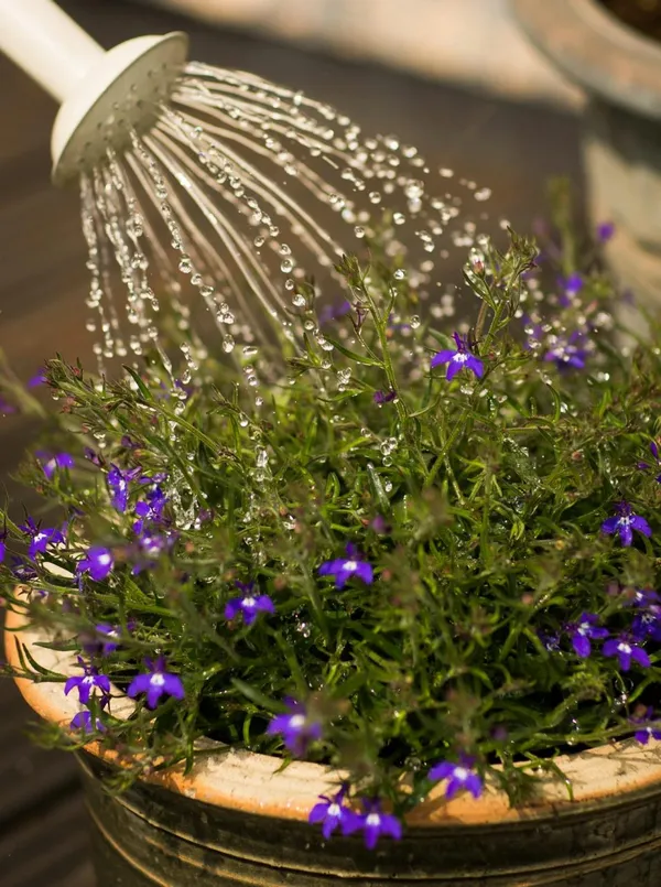 Watering Pots