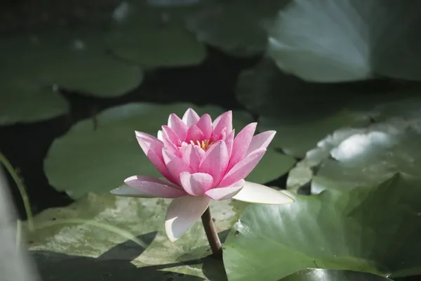 Pond Plants: Water Lilies
