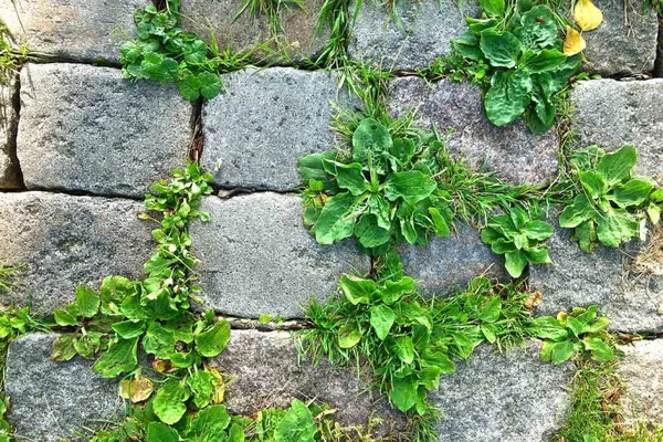 Removing and controlling weeds between tiles—ground elder, clover, crabgrass, etc.