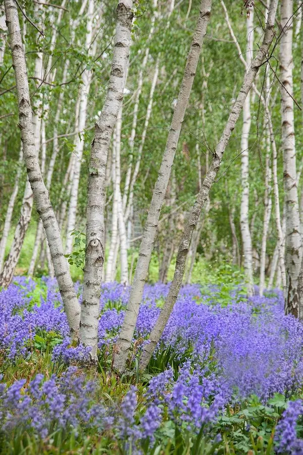 Multi-stemmed tree - white birch (Betula utilis)