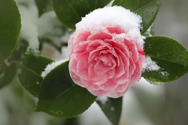 Winter Protection for Camellias: Necessary or Not?