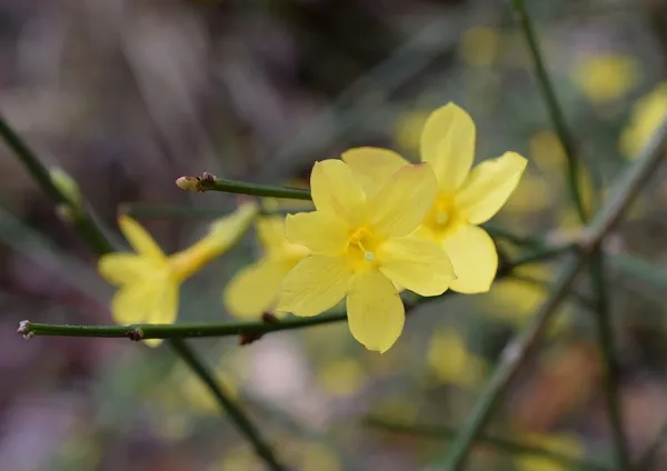 Winter-Blooming Plants in the Garden