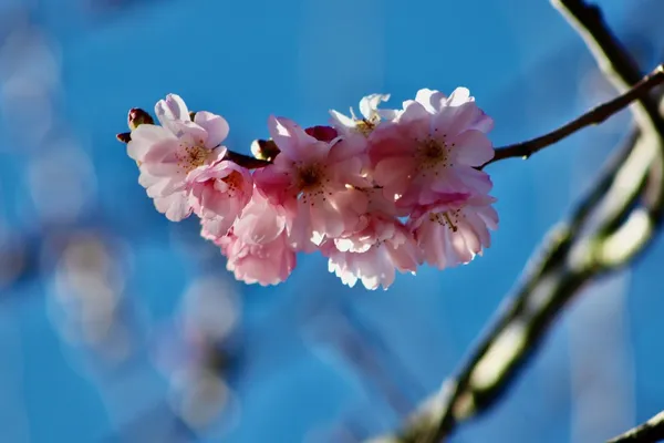 Which ornamental cherry tree stays small or compact and is suitable for a small garden?