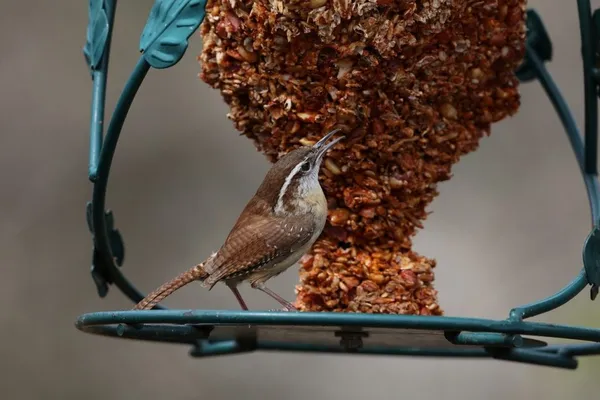 Food for the wren - feeding birds
