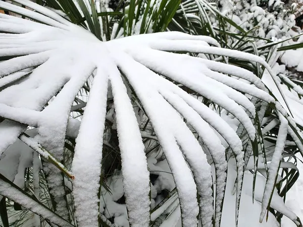 Hardy Palm in Winter