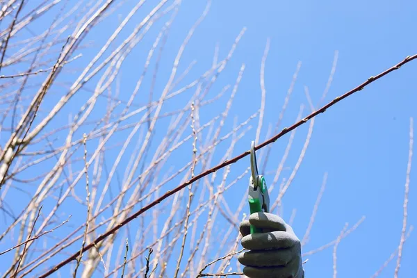 winter pruning