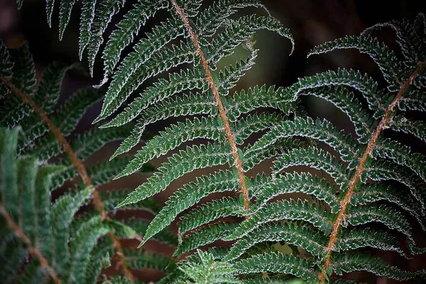 Ferns with frost—beautiful as outdoor decorations for the winter months