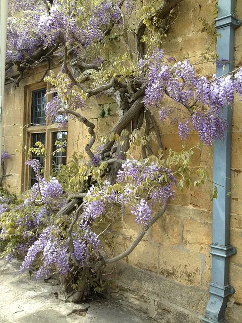 south wall with wisteria