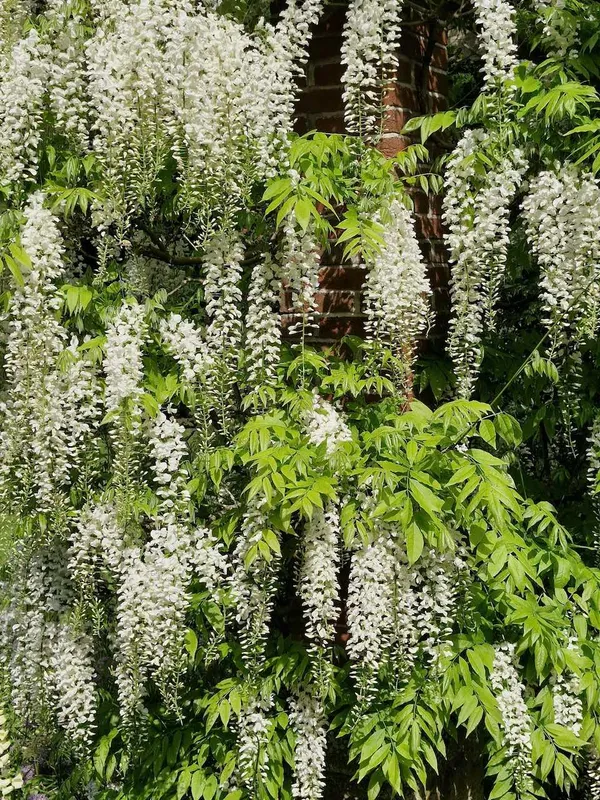 White wisteria: Wisteria Alba