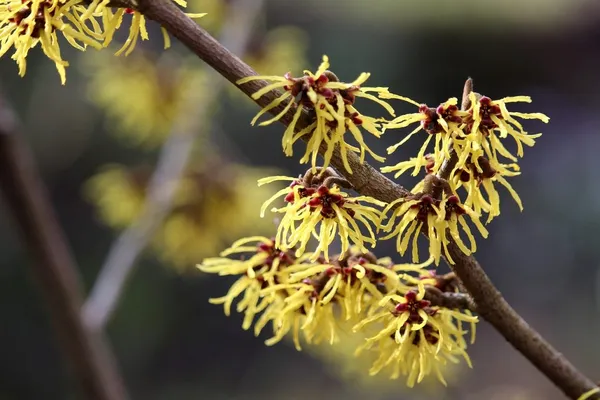 Winter-blooming plants in the garden: Hamamelis (witch hazel) is a must-have in every winter garden