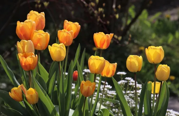 yellow tulips