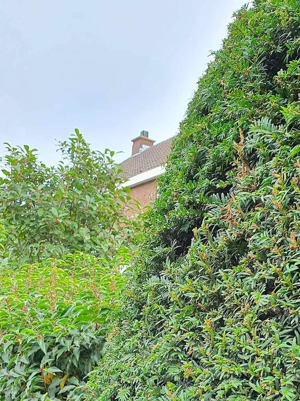 Hedge Conifers - Yew