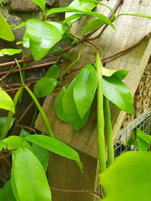 green seed pods