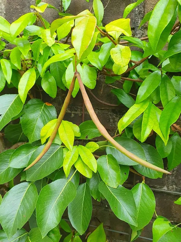 ripening seed pods