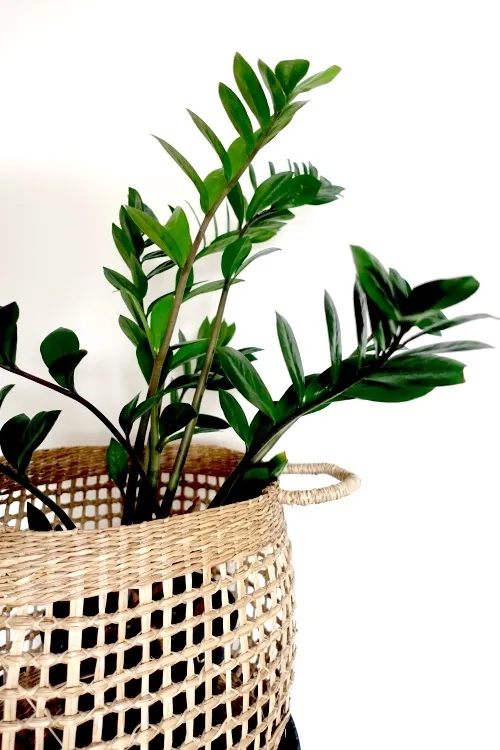 ZZ plant