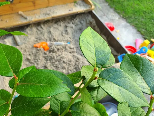 child-safe yard