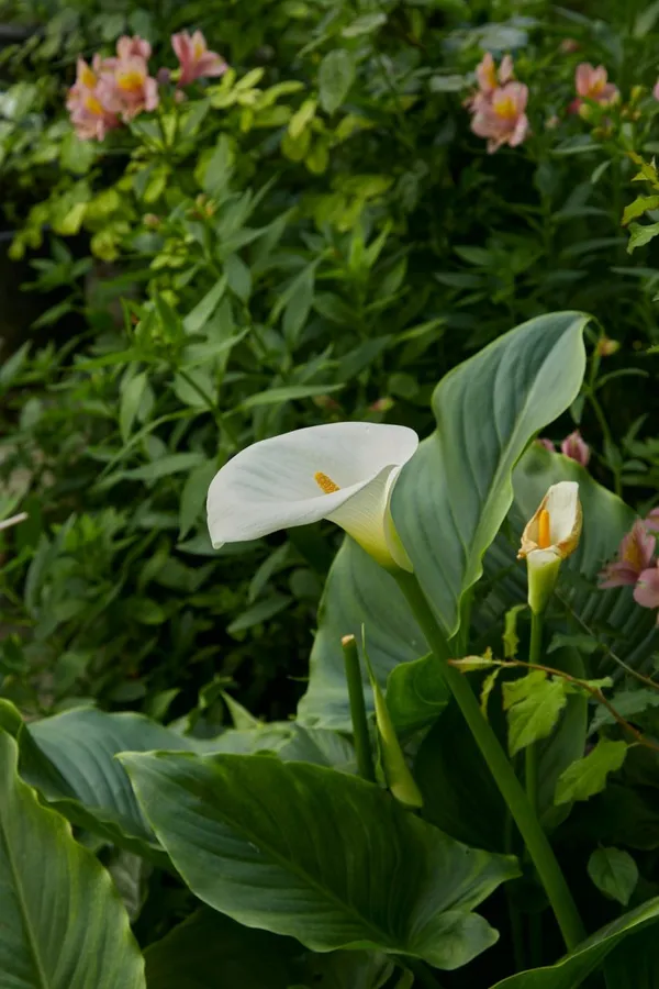 Summer-flowering bulbs: calla