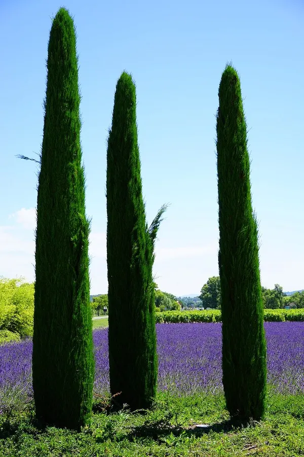 Columnar Trees for Small Gardens - Italian Cypress (Cupressus)